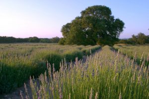 Field of calming lavender.